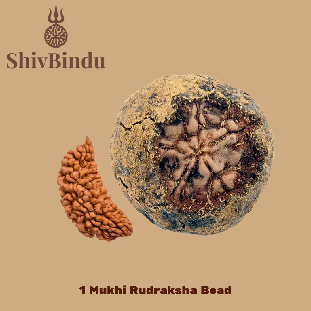 1 Mukhi Rudraksha
