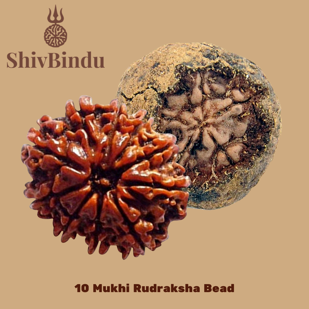 10 Mukhi Rudraksha