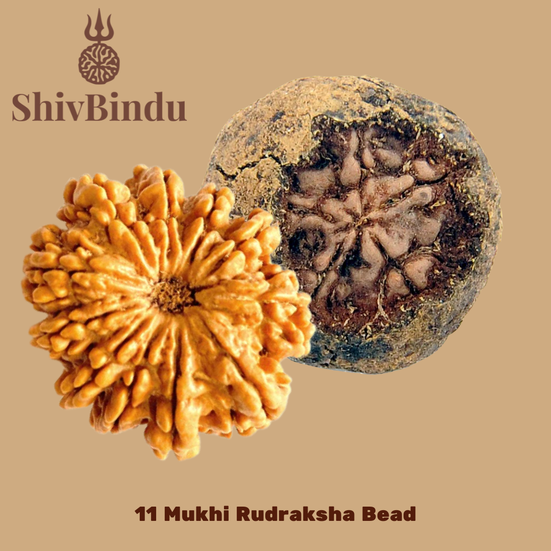 11 Mukhi Rudraksha