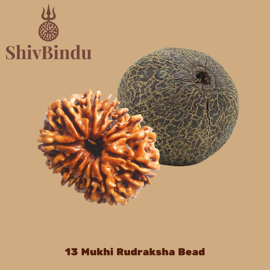 13 Mukhi Rudraksha