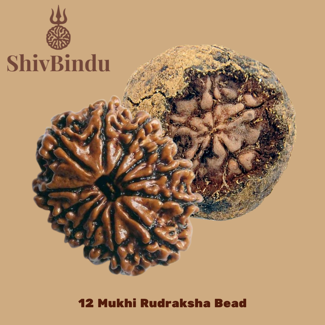12 Mukhi Rudraksha