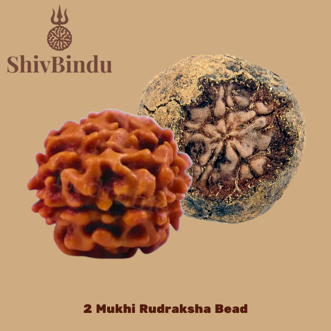 2 Mukhi Rudraksha
