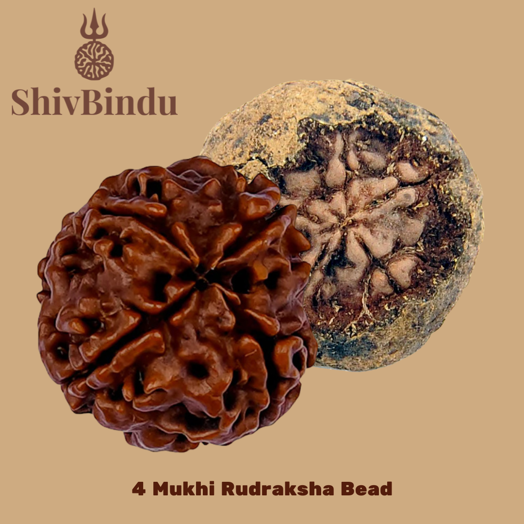 4 Mukhi Rudraksha