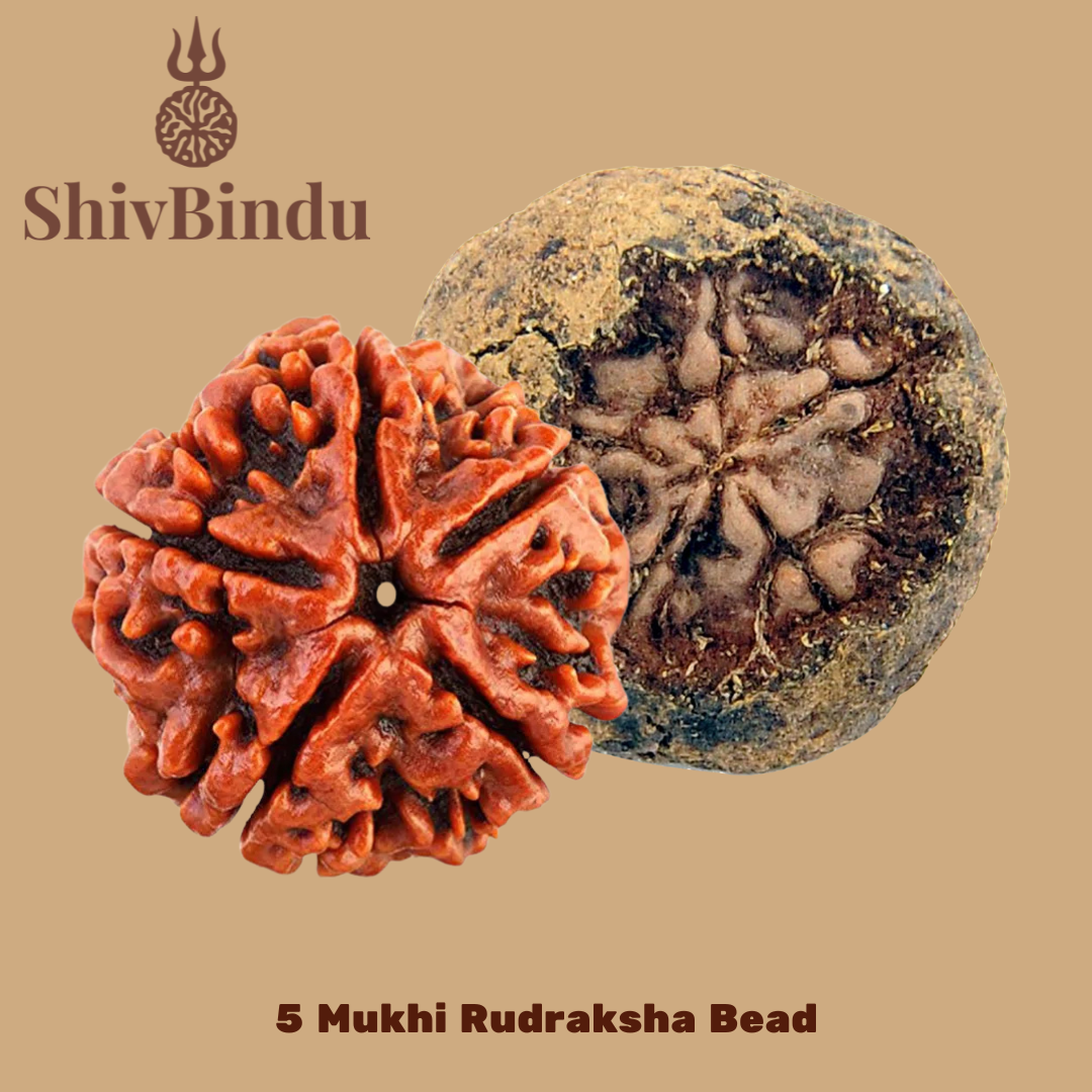 5 Mukhi Rudraksha