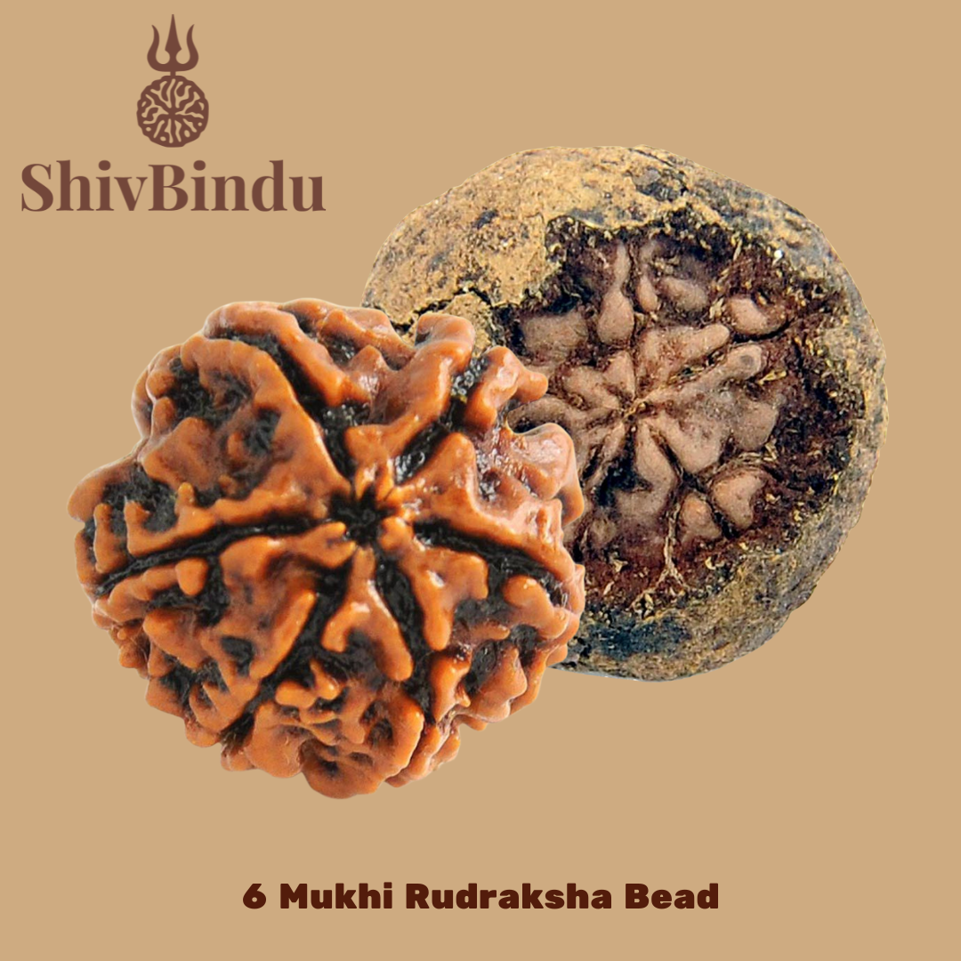 6 Mukhi Rudraksha