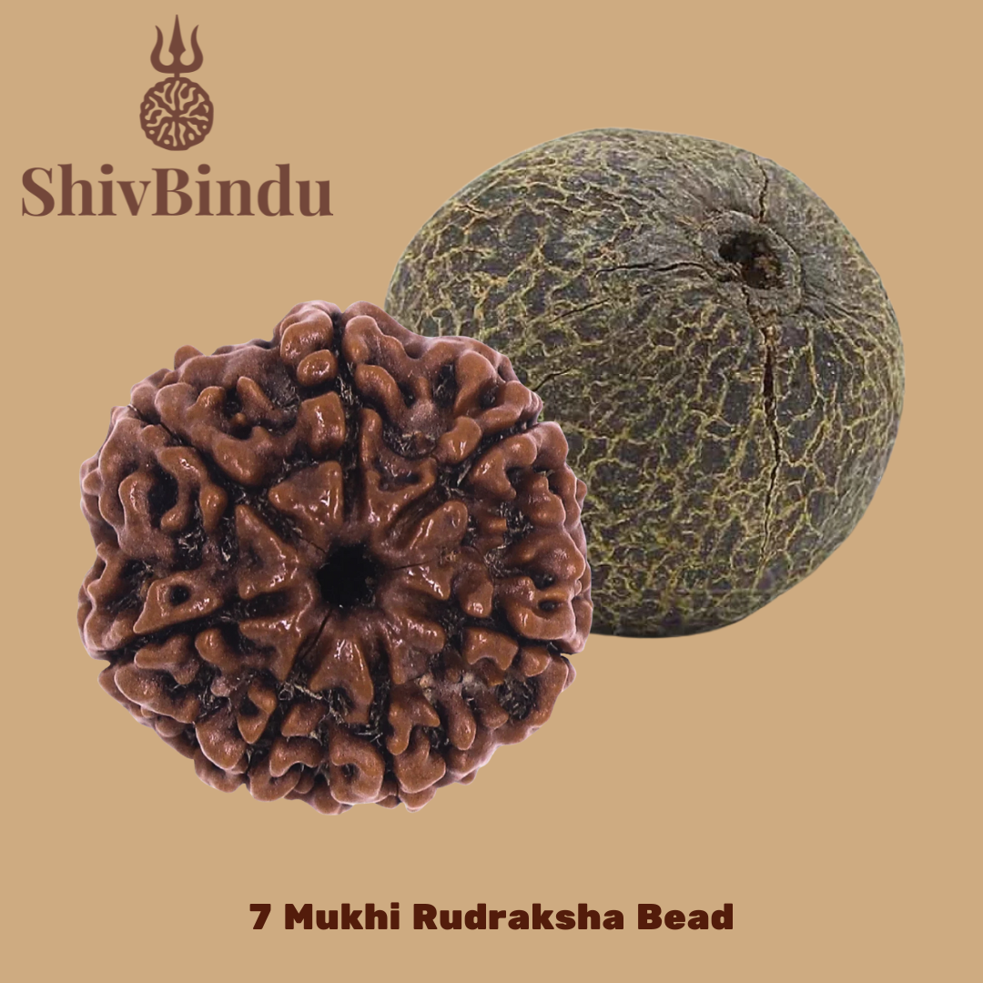 7 Mukhi Rudraksha