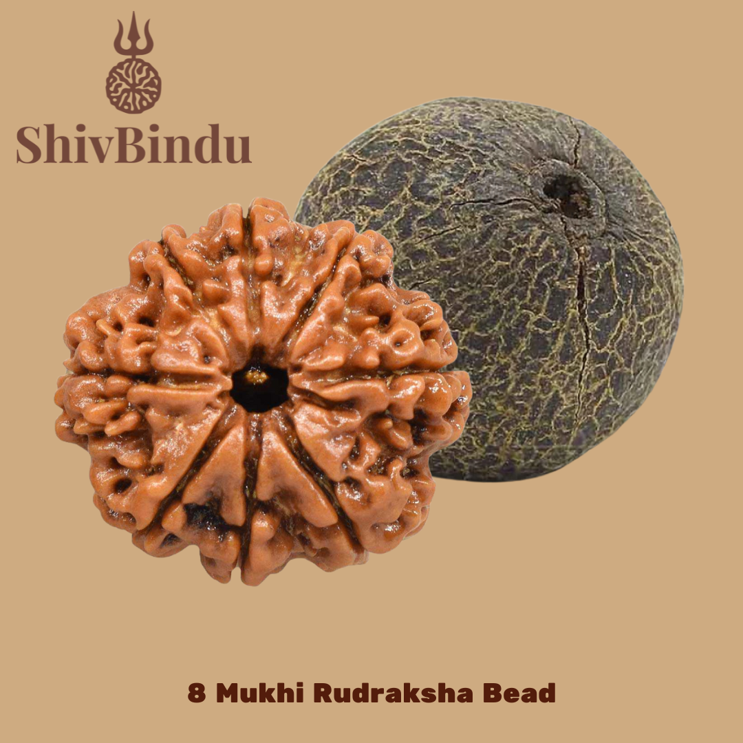 8 Mukhi Rudraksha