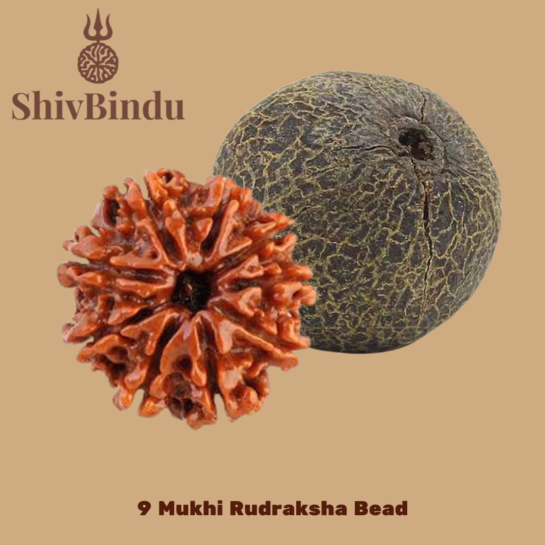 9 Mukhi Rudraksha